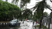 Pengendara menghindari pohon tumbang yang menutupi sebagian jalan di kawasan Cikini, Jakarta, Kamis (22/11). Pohon tumbang tersebut menyebabkan sejumlah pohon tumbang dan mengganggu arus lalu lintas. (Liputan6.com/Immanuel Antonius)