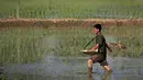 Foto pada 13 Juni 2017 menunjukkan seorang petani menanam padi di sebuah sawah yang terletak di pinggir jalan Pyongyang, Korea Utara. (AP Photo/Wong Maye-E)