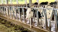 Menyulap Limbah Kotoran Sapi jadi Penggerak Ekonomi Masyarakat
