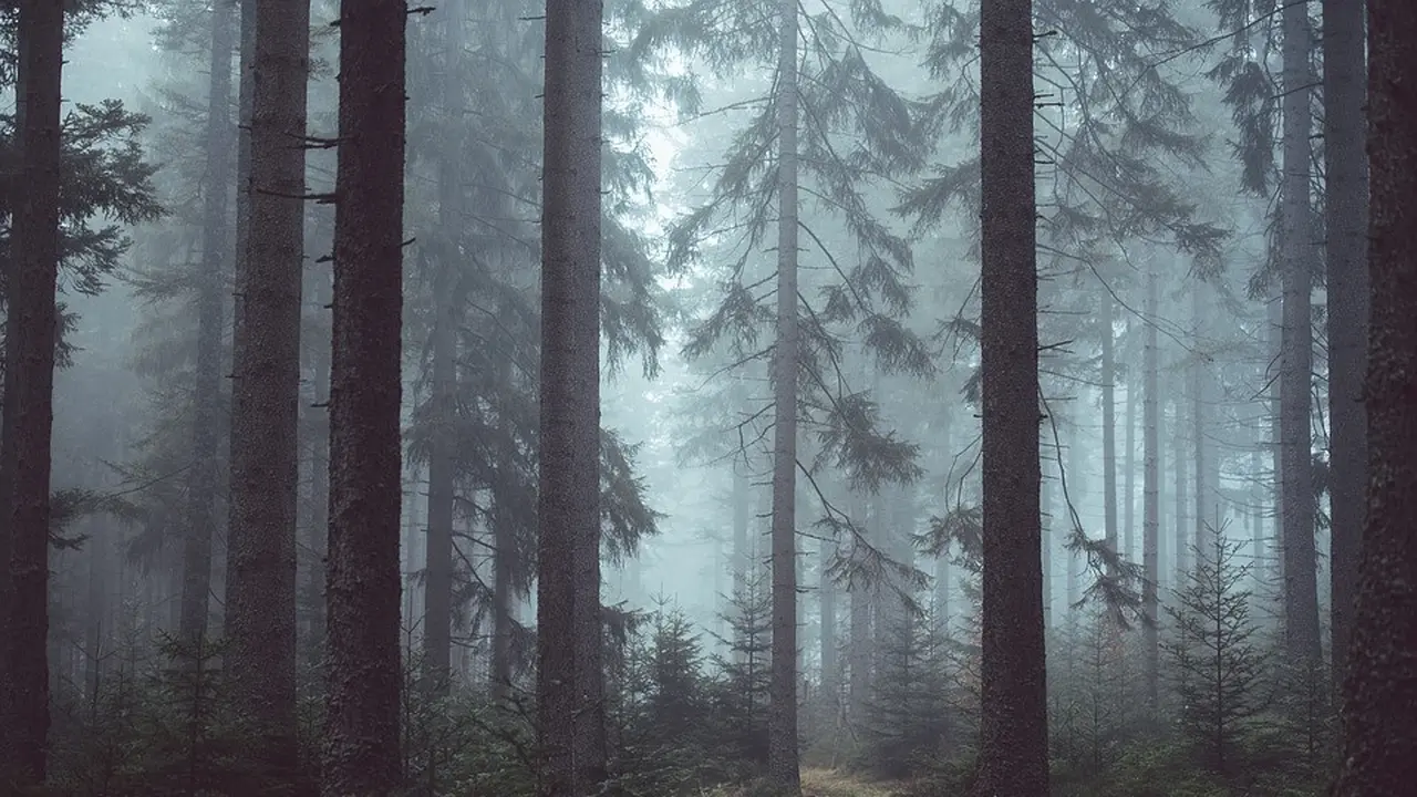 Hutan Lindung di Indonesia