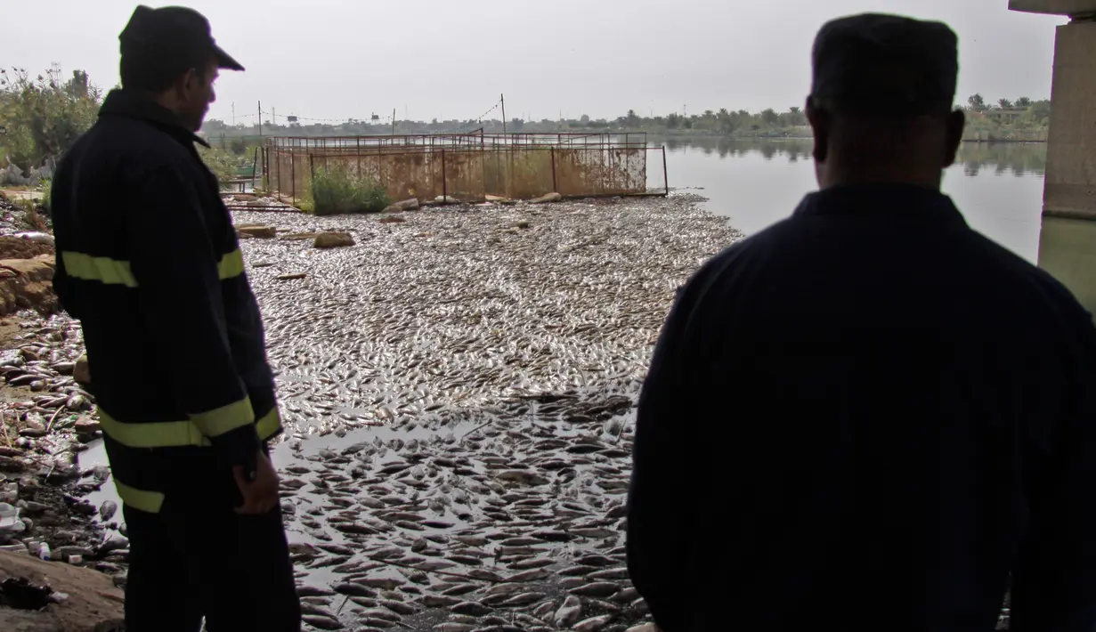 Dua pria melihat ikan mas mengapung di atas permukaan Sungai Eufrat dekat kota Sadat al Hindiya, Jumat (2/11). Para nelayan Irak di selatan Baghdad menemukan ribuan ikan mas yang diternak di pinggiran sungai mati secara misterius. (Haidar HAMDANI/AFP)