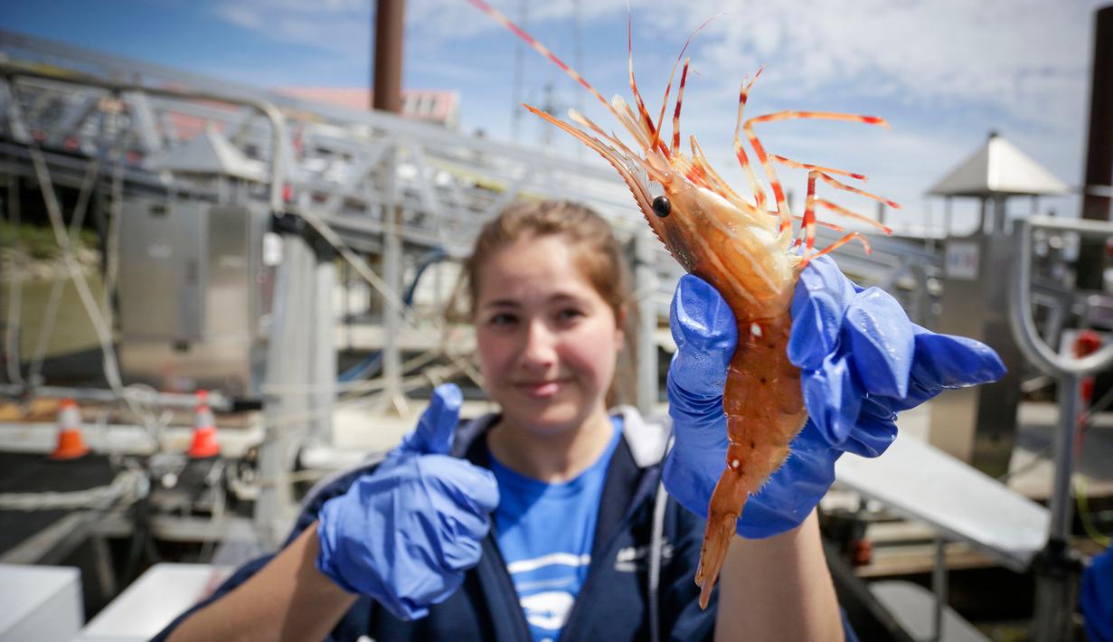 Seorang pekerja menunjukkan seekor udang spot di Steveston Fisherman's Wharf di Richmond, British Columbia, Kanada (5/6/2020). Musim udang spot tahun ini tertunda akibat kurangnya pasar selama pandemi COVID-19. (Xinhua/Liang Sen)