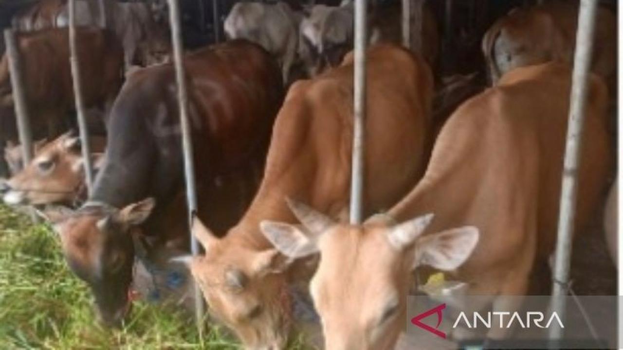 Pemkot Banjarmasin Siapkan 2.500 Sapi Kurban untuk Idul Adha 2026, Pastikan Kesehatan Ternak Terjaga