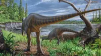 Temuan fosil dinosaurus serupa kalkun dari Australia (sumber: University of Queensland)