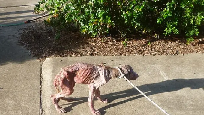  Telantarkan Anjing, Pasangan Ini Terancam Kurungan Penjara