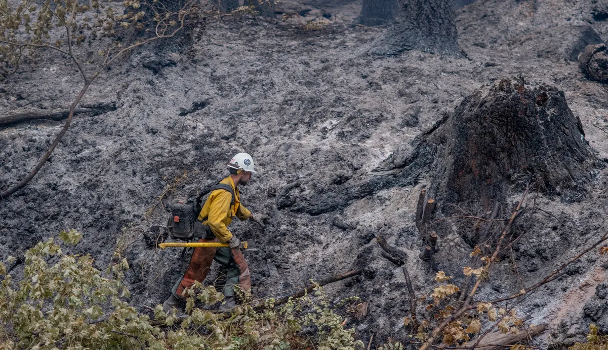 <p>Seorang petugas pemadam kebakaran bekerja untuk menahan api Cedar Creek di sebelah timur Oakridge, Oregon, Senin (12/9/2022). Kebakaran Cedar Creek di timur Kota Eugene, Oregon, mengalami pertumbuhan "ekstrem" selama akhir pekan. Hingga saat ini, kebakaran telah menghabiskan 35.100 hektare. (Photo by Dan Morrison/AFP)</p>