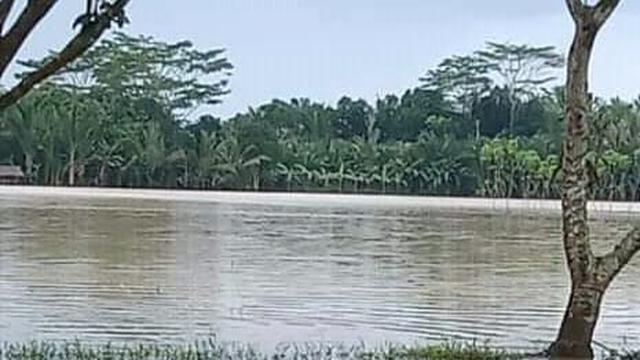 Banjir di persawahan. Dok Kementan