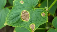 5 Penyebab Daun Timun Dipenuhi Bercak Cokelat dan Cara Mengatasinya