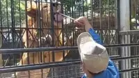 Salah seorang pengunjung tengah memberikan makan kepada Singa dalam program ‘Feeding Time Tiger And Lion’, liburan di Taman Satwa Cikembulan, Garut, Jawa Barat. (Liputan6.com/Jayadi Supriadin)