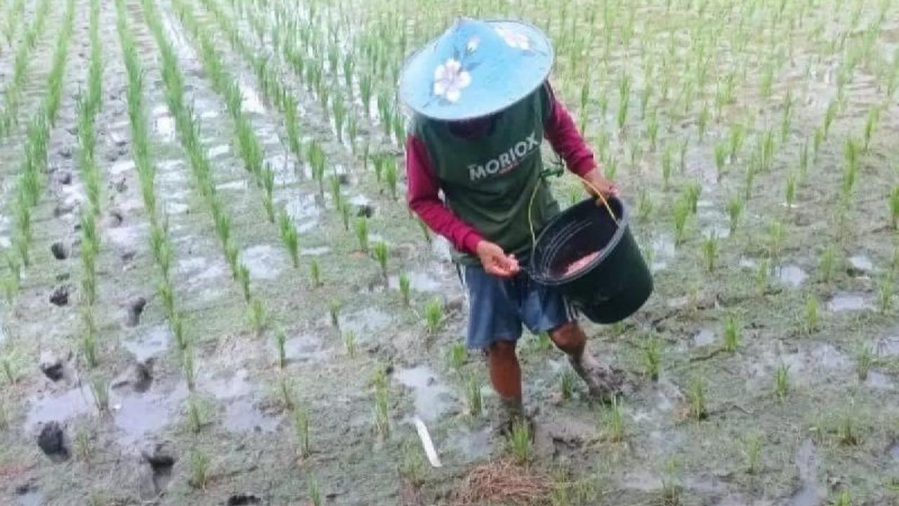 Pupuk Subsidi Lebak Melimpah, Petani Tak Perlu Khawatir Kekurangan Stok