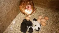 Ajaib, Anak Kucing Ini Dibesarkan Induk Ayam