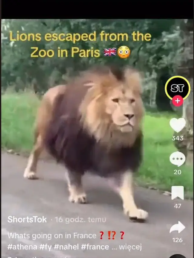Momen Hewan Berkeliaran di Tengah Kota, Ngeri Seperti Film Jumanji