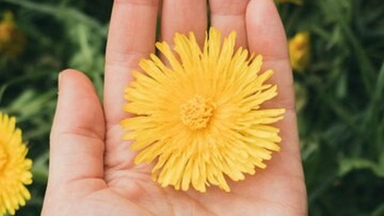 Ilustrasi Bunga Dandelion