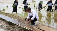 Presiden Joko Widodo (Jokowi) meninjau lahan pertanian di Kabupaten Kotawaringin Timur, Kalimantan Tengah. Foto: Kementrian Pertanian.