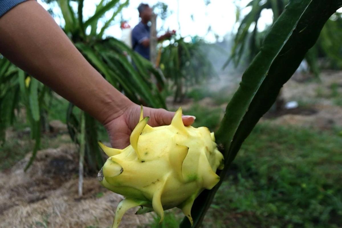 Petani Buah Naga Naik Kelas Berkat Program Klasterku Hidupku BRI