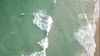 Detik-detik peselancar jatuh di atas hiu di Florida (Screengrab: Jason Griffeth/Instagram/Facebook)