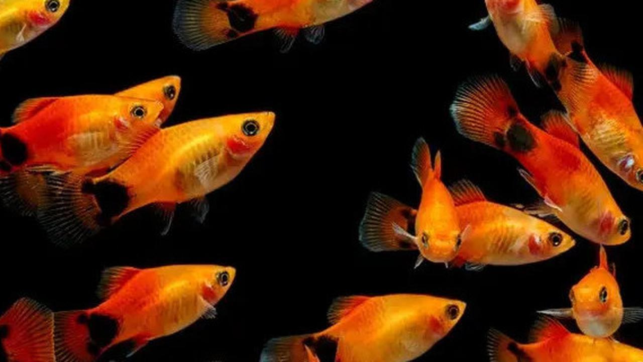 Ikan- Ikan Dipercaya Bawa Keberuntungan dan Rezeki, Bisa Dirawat di Rumah!