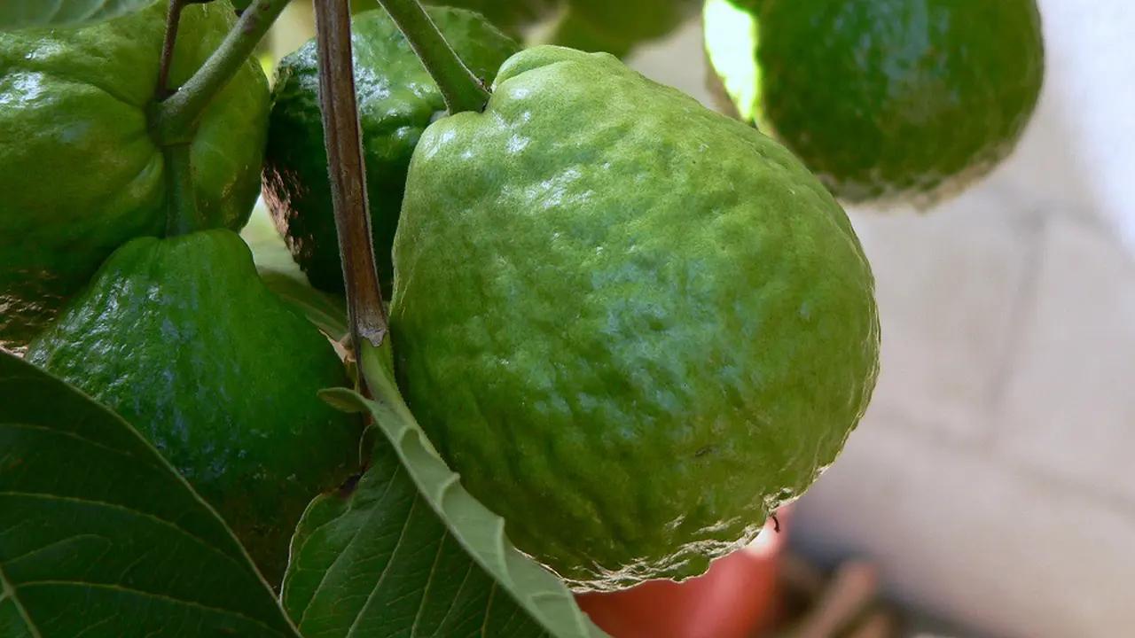 Jambu Biji