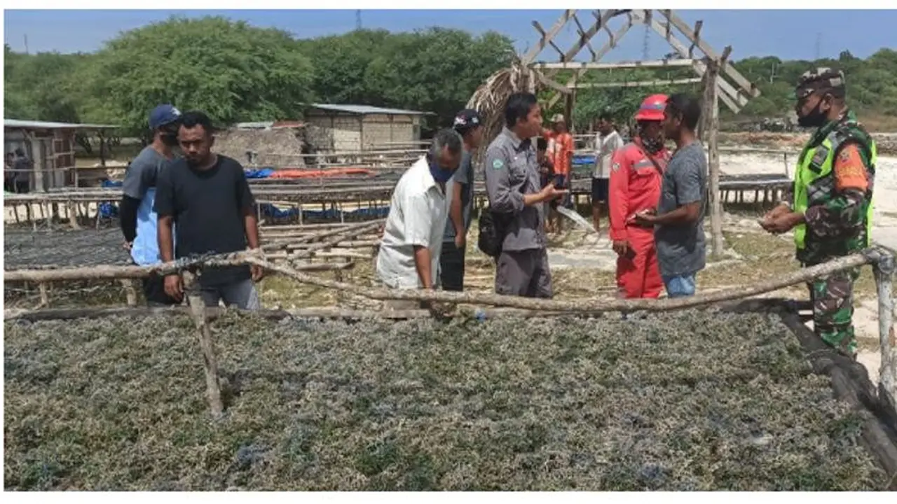 Petani rumput laut di pantai Oesina, Desa Lifuleo kecamatan Kupang Barat, Nusa Tenggara Timur.