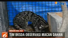 BBKSDA Riau yang membantu warga menangkap macan dahan itu membawanya ke balai konservasi.
