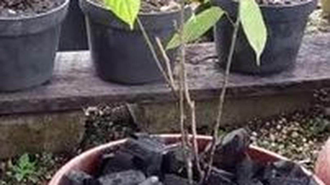 Mengenal Daun Sengkubak, Penyedap Rasa Alami dari Kalimantan yang Kaya Khasiat