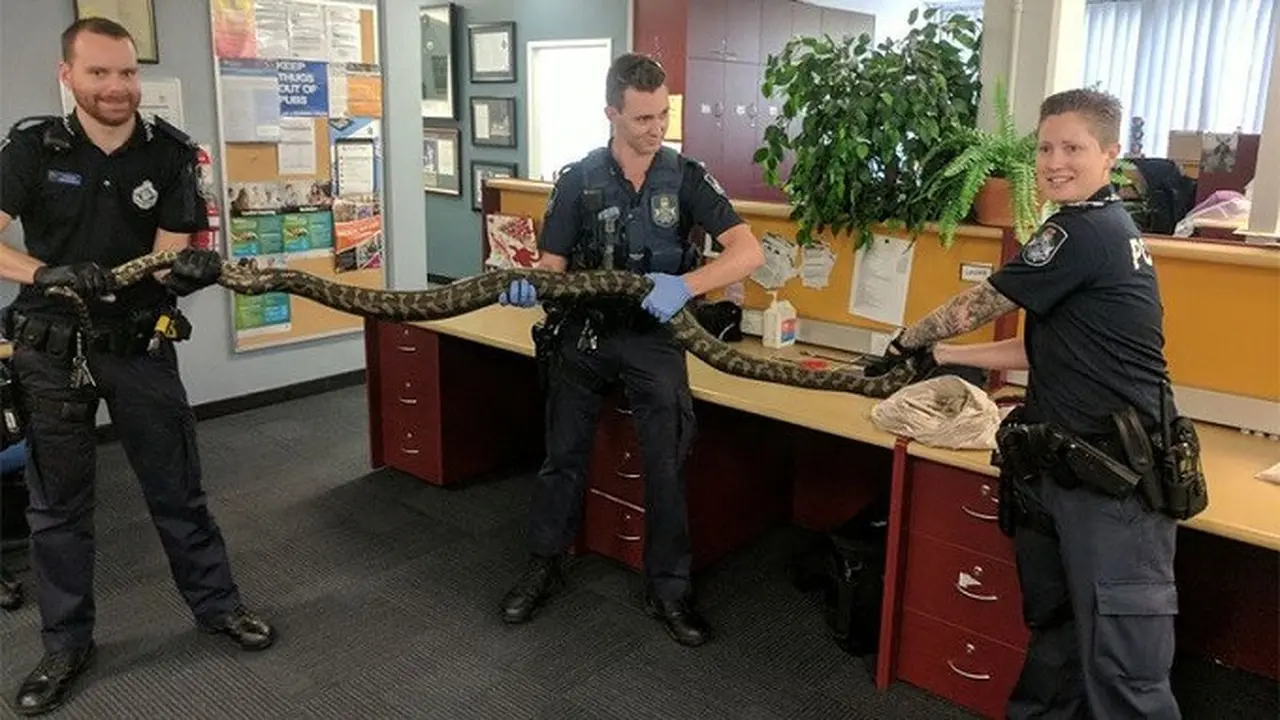 Ular Piton di Brisbane