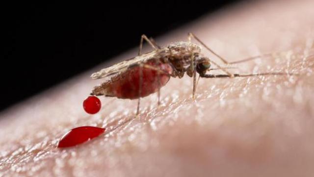 5 Penyebab Kamu Sering Digigit Nyamuk