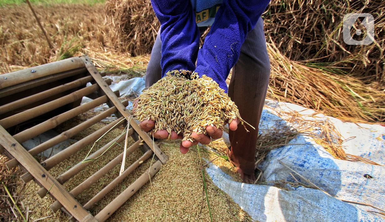 Petani menunjukkan gabah kering yang sudah dibersihkan. (Liputan6.com/Angga Yuniar)