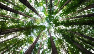 Hari Pelanggan Nasional 2026, Saatnya Konsumen Lebih Cermat Memilih Produk Ramah Hutan