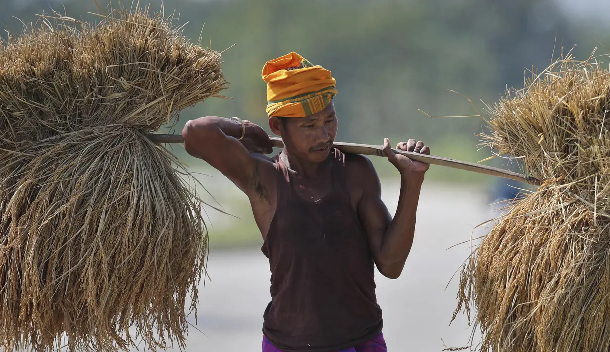 Seorang petani suku Indian membawa padi di pundaknya setelah memanennya, di pinggiran Gauhati, India (16/11/2019). Lebih dari 70 persen dari 1,25 miliar penduduk India terlibat dalam pertanian. (AP Photo/Anupam Nath)