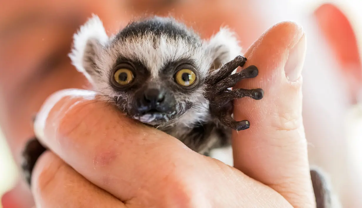 Seekor bayi lemur berekor cincin lahir pada 10 April 2017 di Taman Hewan Affenwald Straussberg, Jerman, Rabu (3/5). Bayi lemur ini diberi nama "Heather" (Arifoto UG / dpa / AFP)