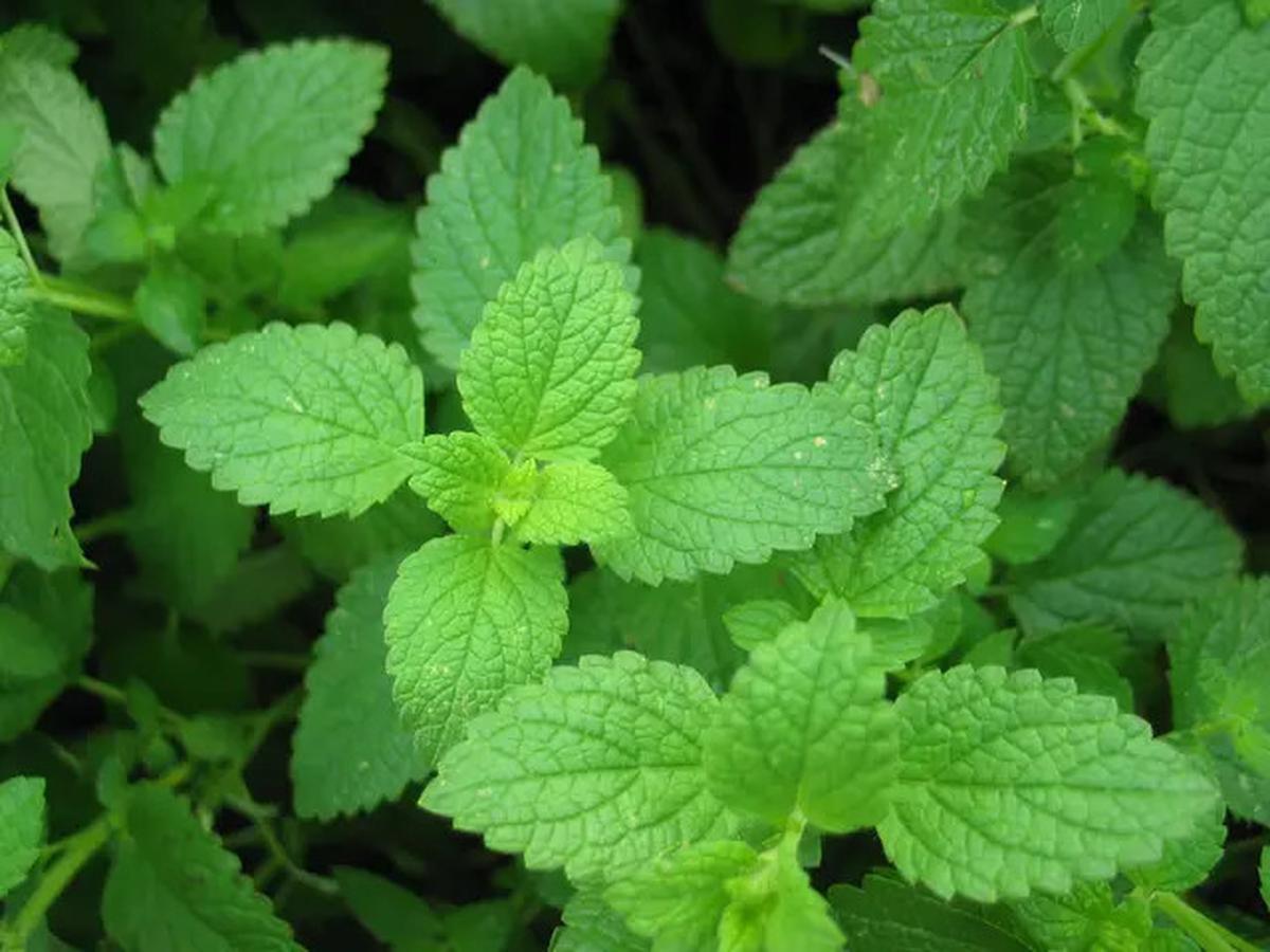 Dari Sukulen hingga Strawberry, 7 Pilihan Tanaman untuk Menyulap Halaman Jadi Cantik dan Produktif