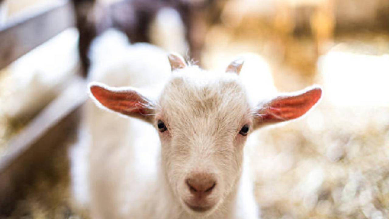 Ilustrasi kambing (iStock)