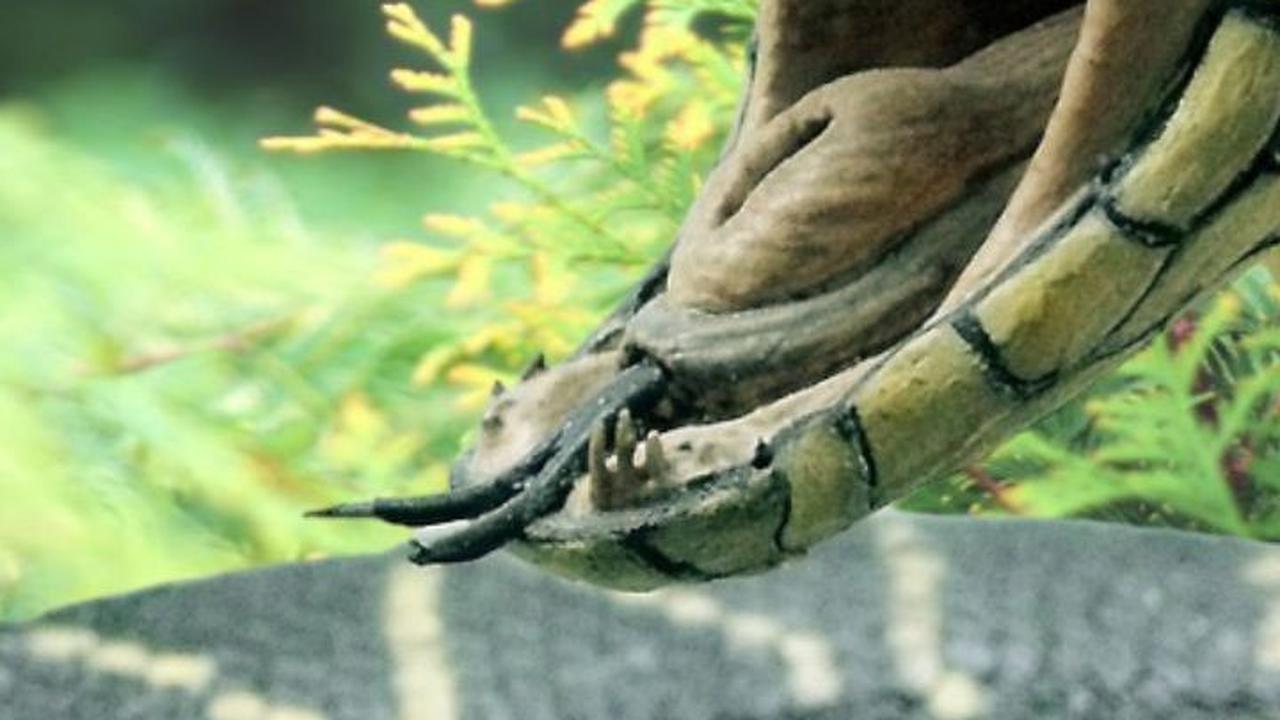 Ular Berkepala Dua Ini Jadi Tontonan, Lihat Bentuknya yang Mengerikan