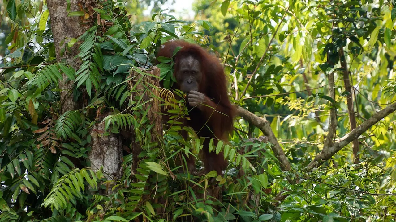 Libur Lebaran, Wisata Orangutan Lebih Diminati Warga Palangkaraya