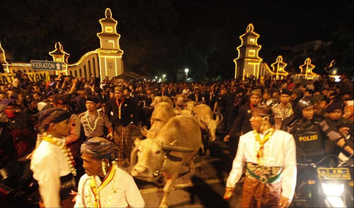 7. Kirab Kebo Bule