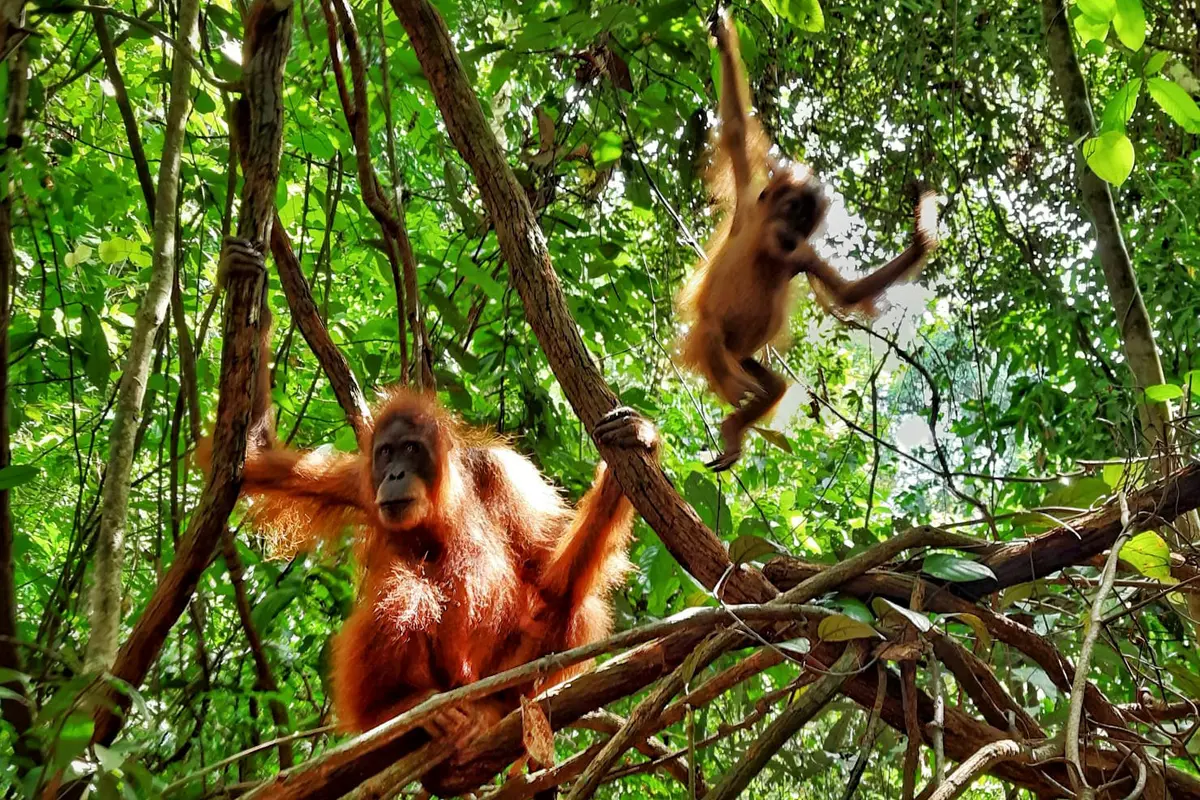 Orangutan Sumatera di Bukit Lawang