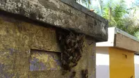Koloni lebah madu yang berasarang di kotak miliki Pokmas Telago Jaya di Tanjungjabung Timur, Jambi. (Liputan6.com/dok BRG)