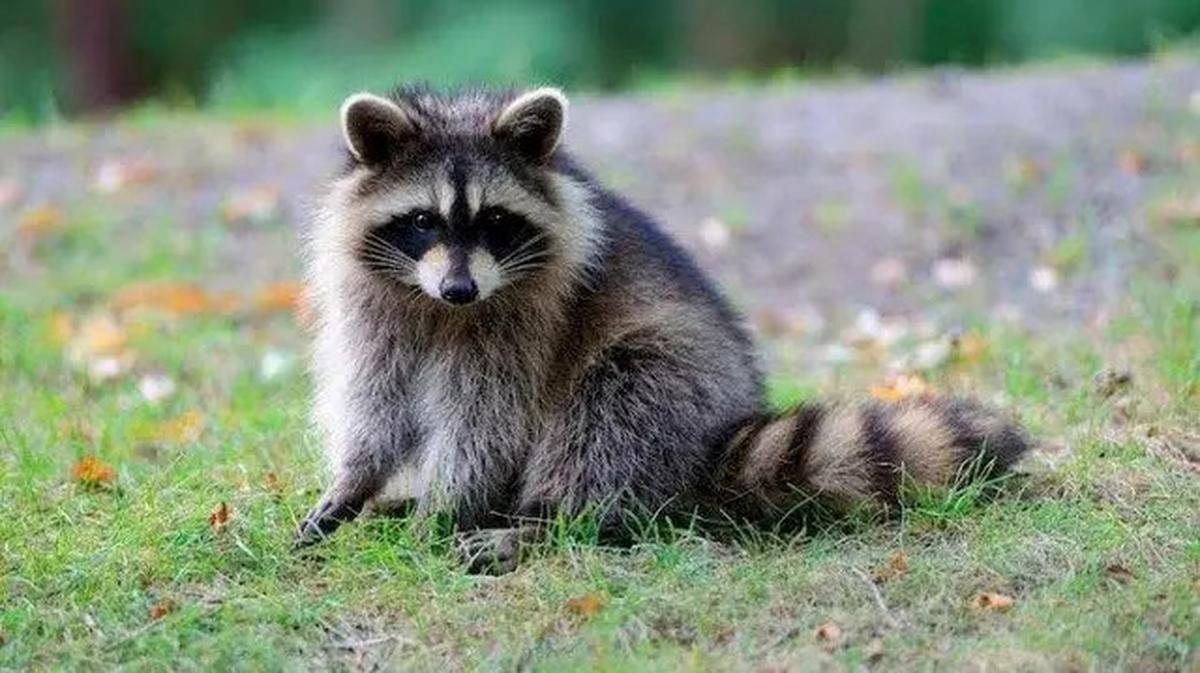 Waspada! Ini 4 Hewan Paling Banyak Menyebarkan Virus Rabies di Dunia