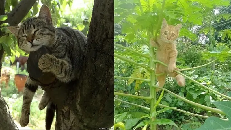 10 Potret Lucu Kucing di Atas Pohon, Ada yang Tidur Hingga Takut Ketinggian