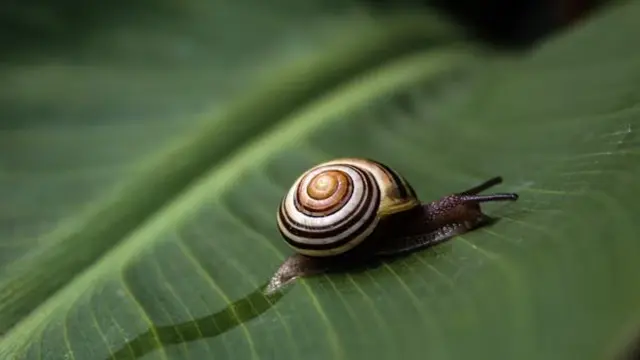 Ilustrasi Siput/Photo by t (taylorllc) on Unsplash