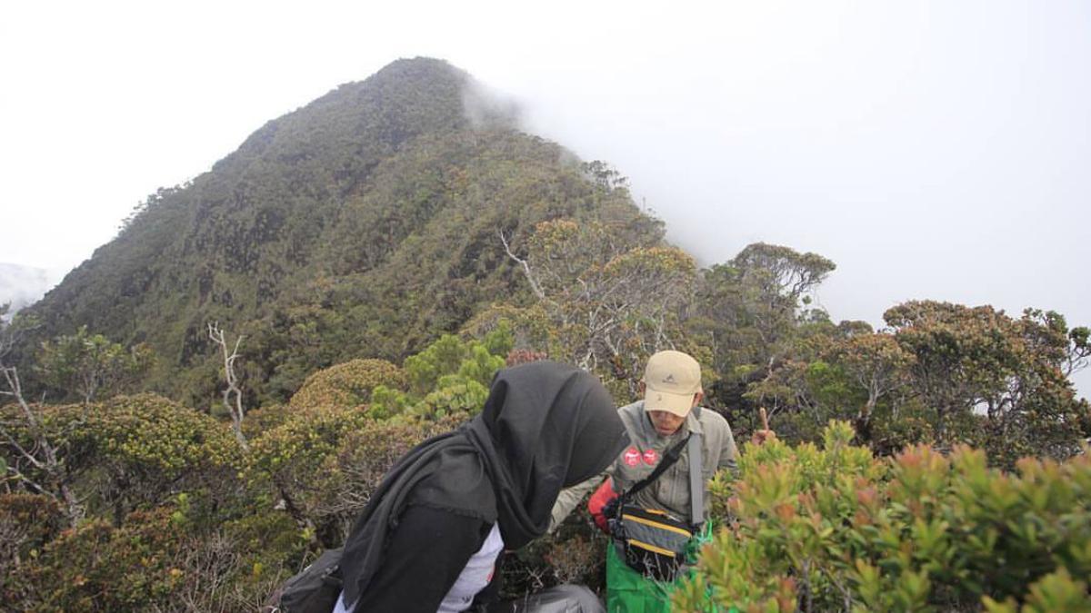 6 Fakta Menarik Gunung Tambusisi di Sulawesi, Bagian Konservasi Cagar Alam Morowali Utara