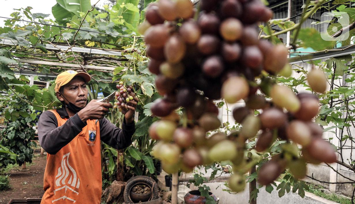 Wagiman (40), petugas Penanganan Prasarana dan Sarana Umum (PPSU) Kelurahan Pondok Kopi memanen anggur dari kebun di kawasan Rawa Jaya, Kecamatan Duren Sawit, Jakarta Timur, Senin (6/6/2022). Wagiman bersama rekan PPSU Kelurahan Pondok Kopi menyulap lahan seluas 300 meter persegi yang sebelumnya tempat pembuangan sampah liar menjadi kebun anggur. (merdeka.com/Iqbal S. Nugroho)