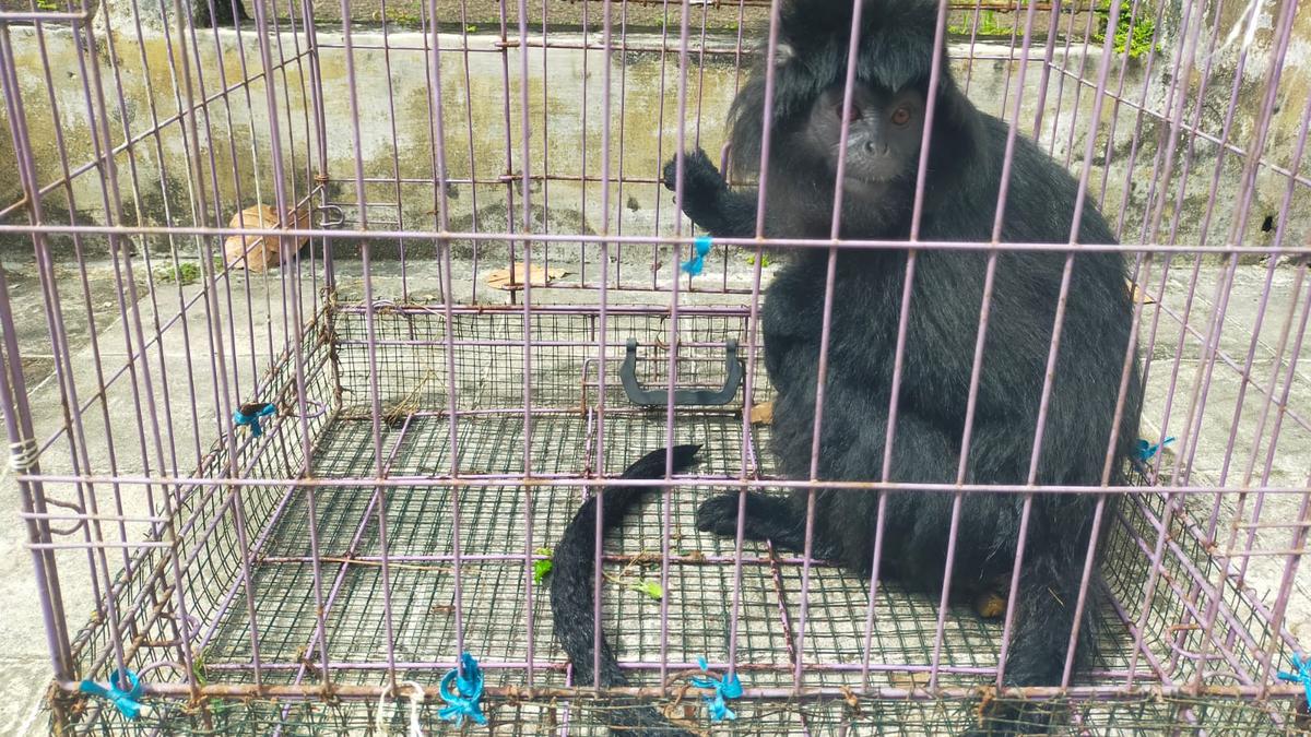 Lutung Liar Bikin Geger Warga di Sukabumi, Loncat-loncat hingga Masuk Kamar