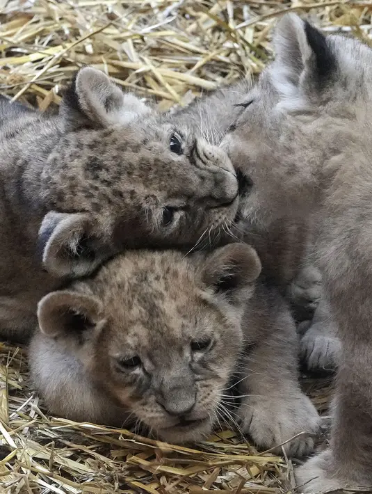 Tiga anak singa kembar Jamila, Kumani dan Malaika menikmati hari pertama mereka diperlihatkan ke publik di Kebun Binatang di Gelsenkirchen, Jerman, Senin (15/11/2021). Sang induk, Fiona melahirkan tiga anak singa itu pada 8 Oktober 2021 lalu. (AP Photo/Martin Meissner)