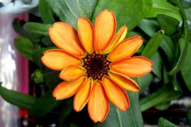 Photo | Copyright twitter / @StationCDRKelly