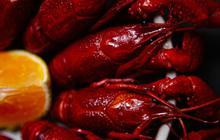 8 Cara Memasak Lobster Aneka Kreasi, Lezat dan Mudah Dipraktikkan