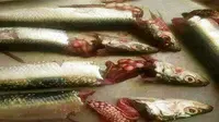 5 Cara Ini Efektif Hilangkan Bau Amis pada Telur Ikan Saat Dimasak