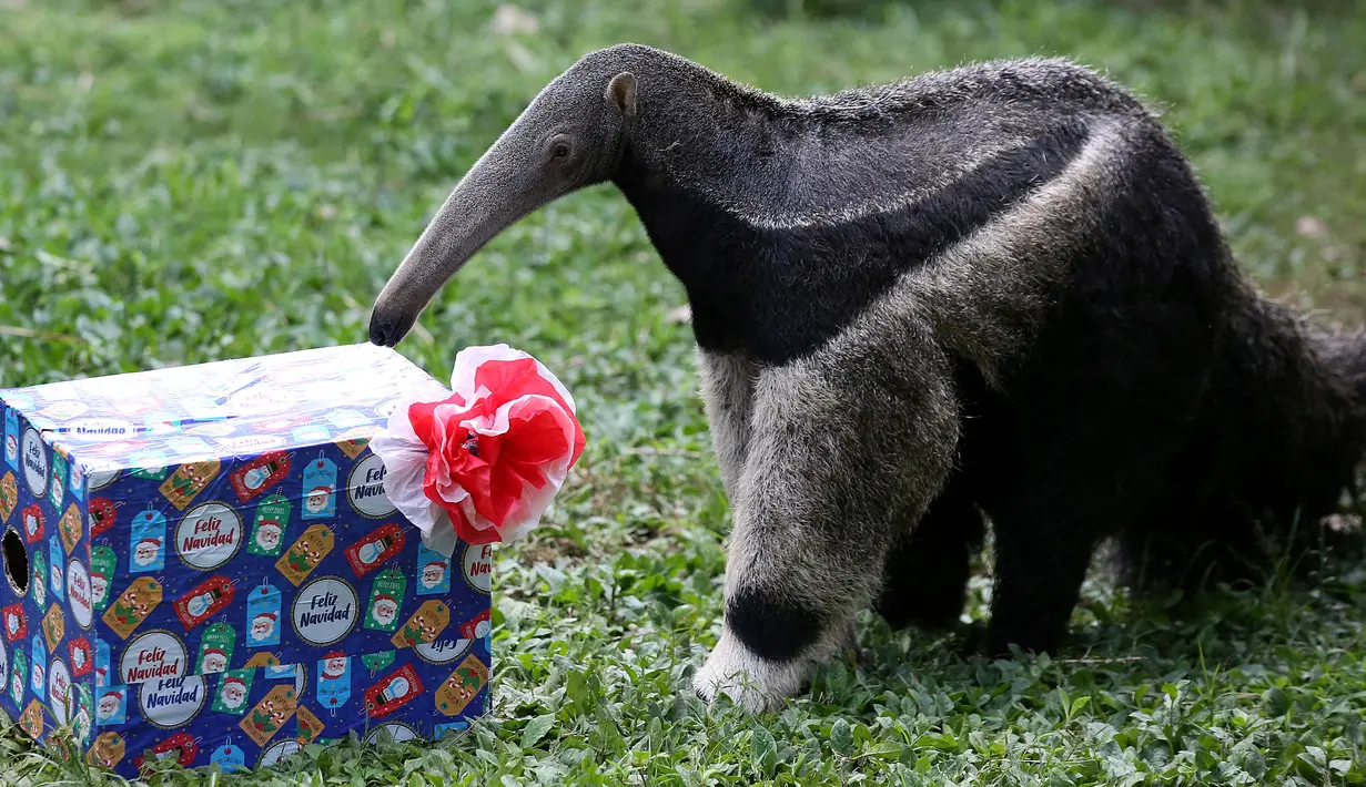 Trenggiling mencoba membuka kotak setelah hewan di kebun binatang Cali menerima hadiah makanan sebagai bagian dari perayaan Natal tradisional, di Kolombia pada Senin (20/12/201). (Paola MAFLA / AFP)