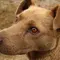 Fakta Anjing Bisa Mengetahui Perasaan Seseorang, Ini Penjelasan Ilmiahnya
